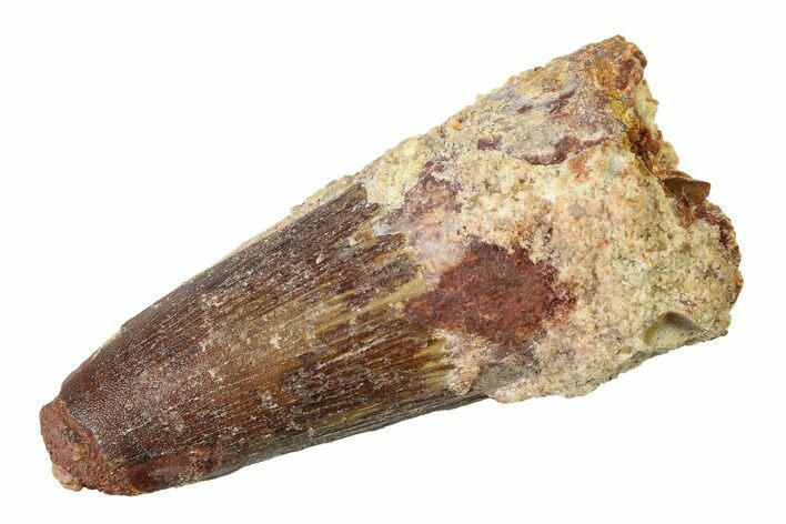 Fossil Spinosaurus Tooth - Feeding Worn Tip #340439